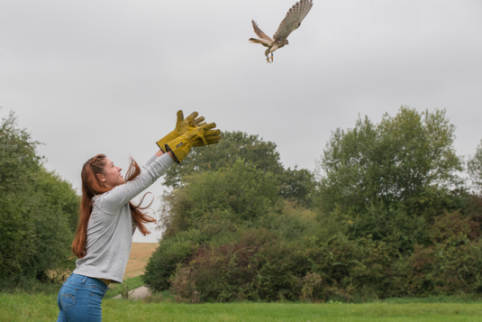 Ein Turmfalke (Falco tinnunculus) wird von einem Pfleger zurück in die Natur ausgesetzt.
