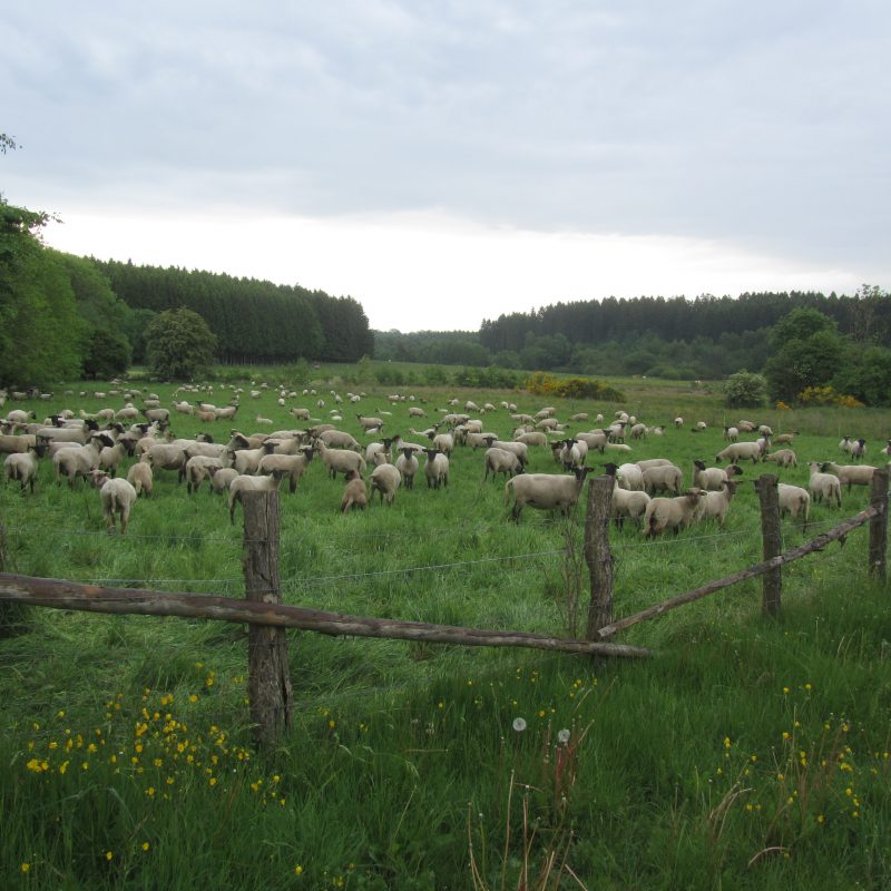 2. Pâturage de la zone humide Conzefenn par le troupeau d'un berger