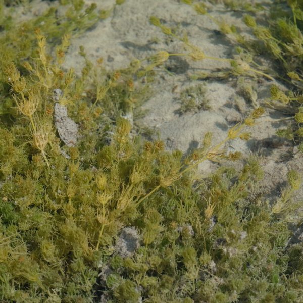 Après à peine une année depuis sa création, le fond de la mare est couverte d’algues filigranes, les charagnes (Armleuchteralgen). En raison de l’eutrophisation des eaux, elles sont devenues rares.