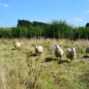 Pâturage extensif des prairies humides avec des moutons