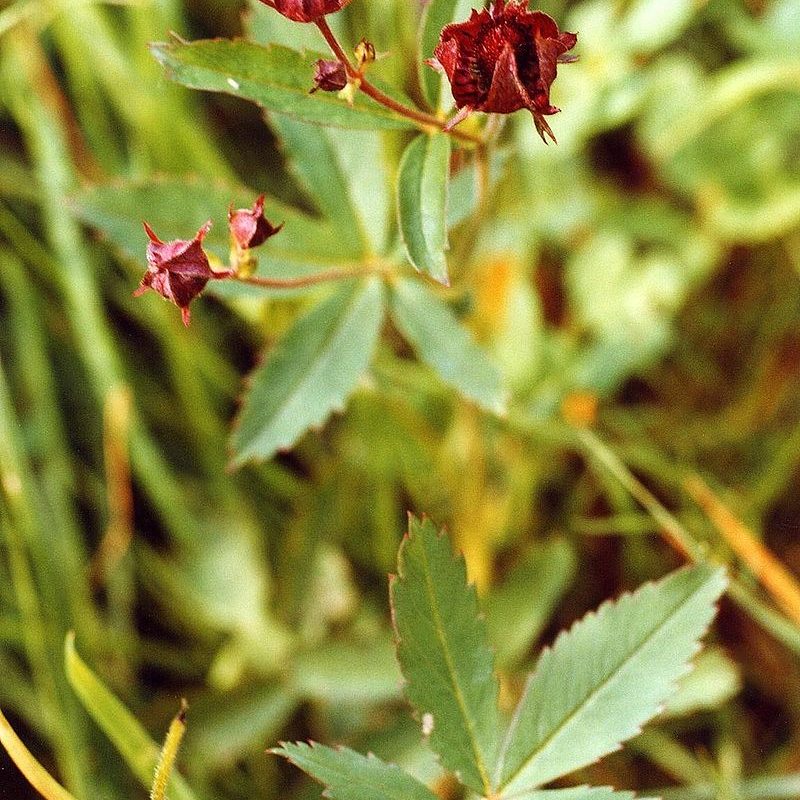 Sumpfblutauge (Comarum palustris)