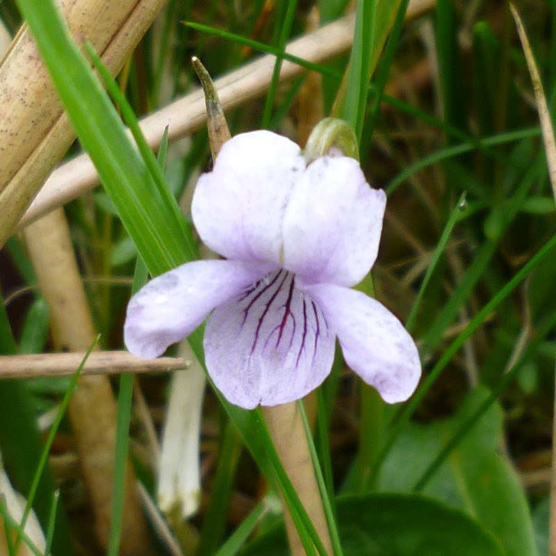 Sumpf-Veilchen (Viola palustris)