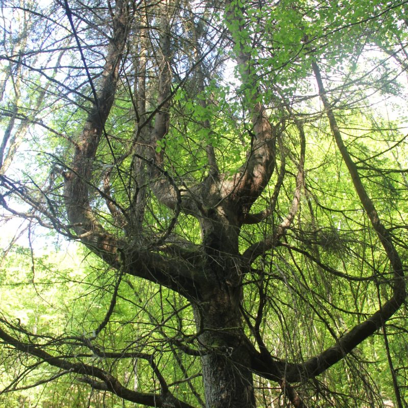 Mystischer Baum