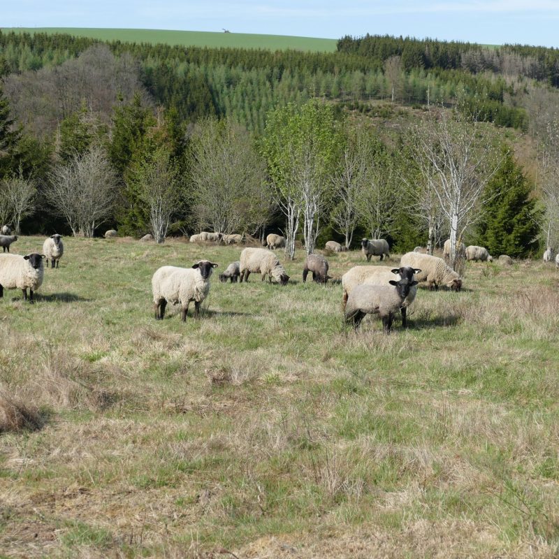3 - Pâturage itinérant par moutons